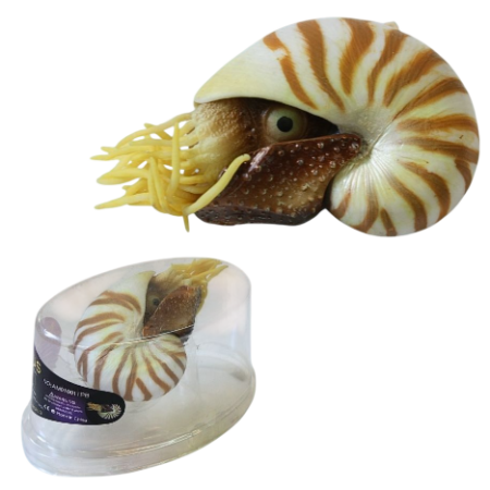 Caracol Nautillo Decorativo